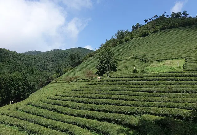 Boseong Daehan Dawon Green Tea Fields