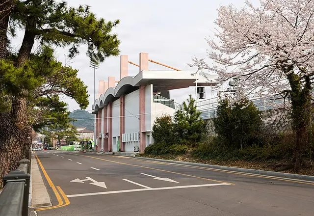 Jinhae Gunhangje Cherry Blossoms